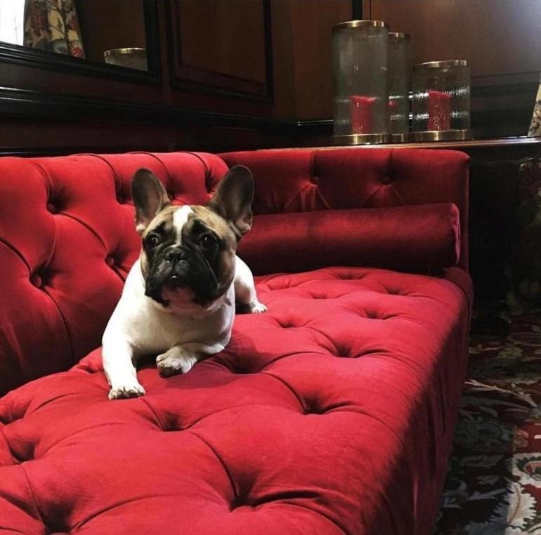 Narutis Hotel - Small Luxury Hotels Of The World Vilnius Exterior photo French Bulldog